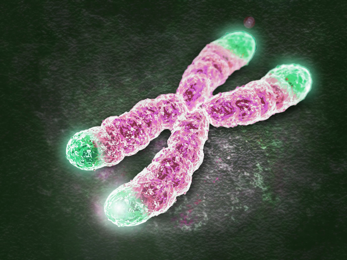 Telomeres and What That Means for Your Brain
